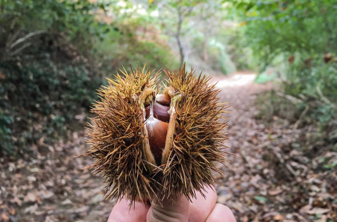 una castaña en un bosque en España